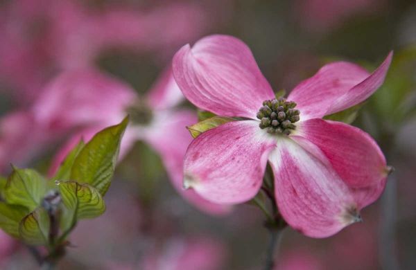 USA, Oregon Pink dogwood blossom close-up